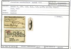 Karteikarte zum Syntyp von Psecadium nussdorfense Karrer, 1877